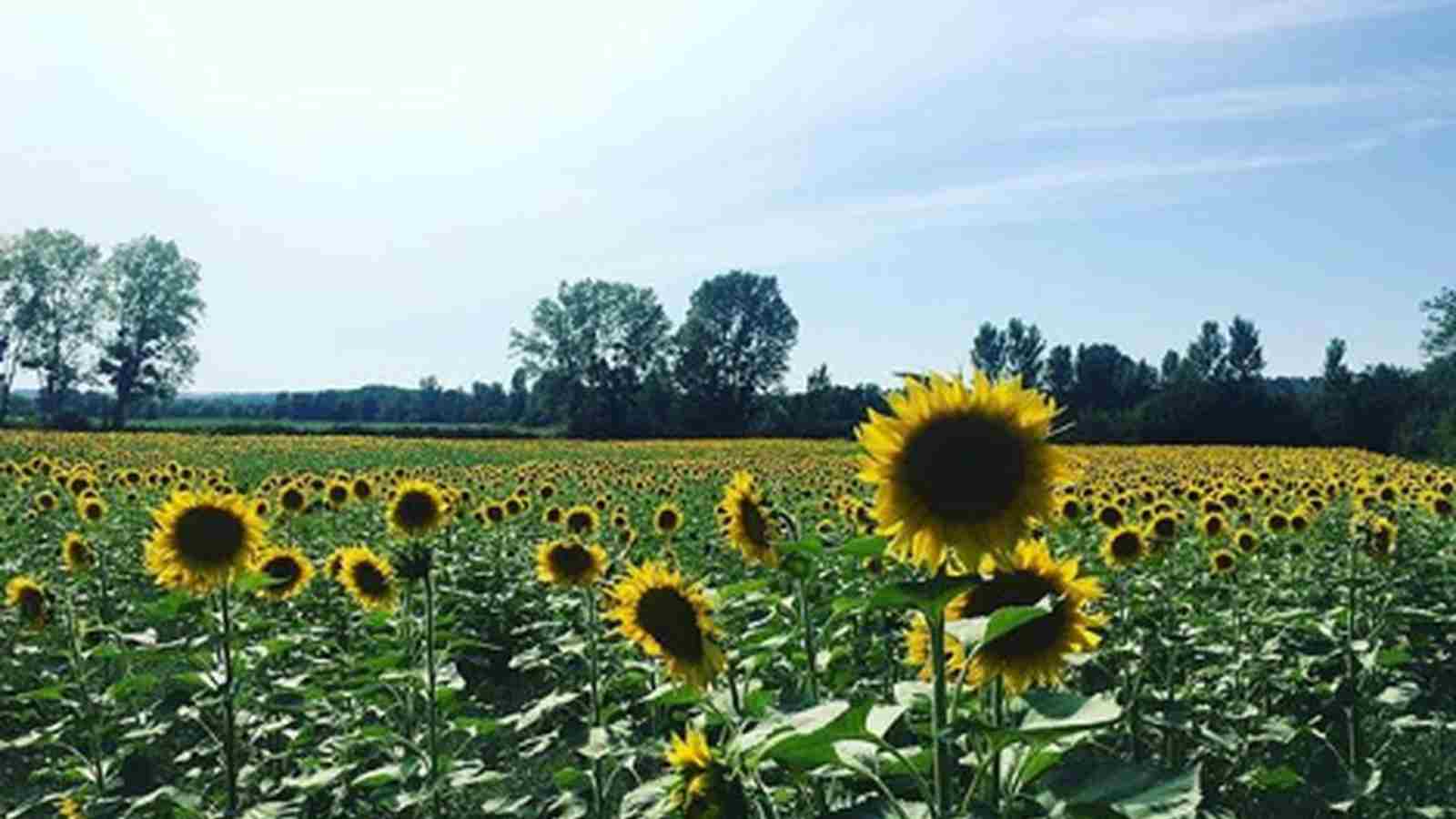 Facts Of The Sunflower Farming All Across India