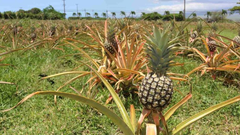 Tips To Make Way For The Best Pineapple Farming All Across India