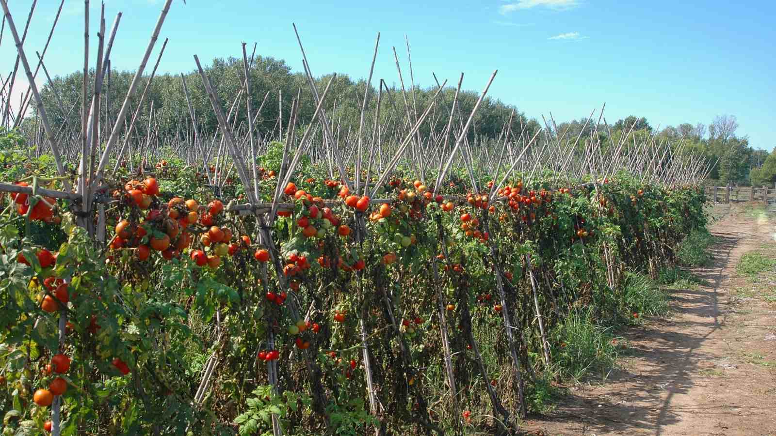 Lay out the bed for the tomato plant in the most careful manner