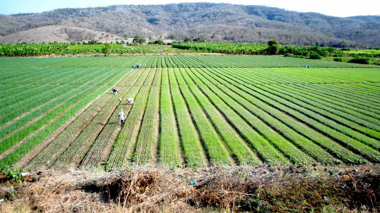 Nurture Moth Bean Farming In India