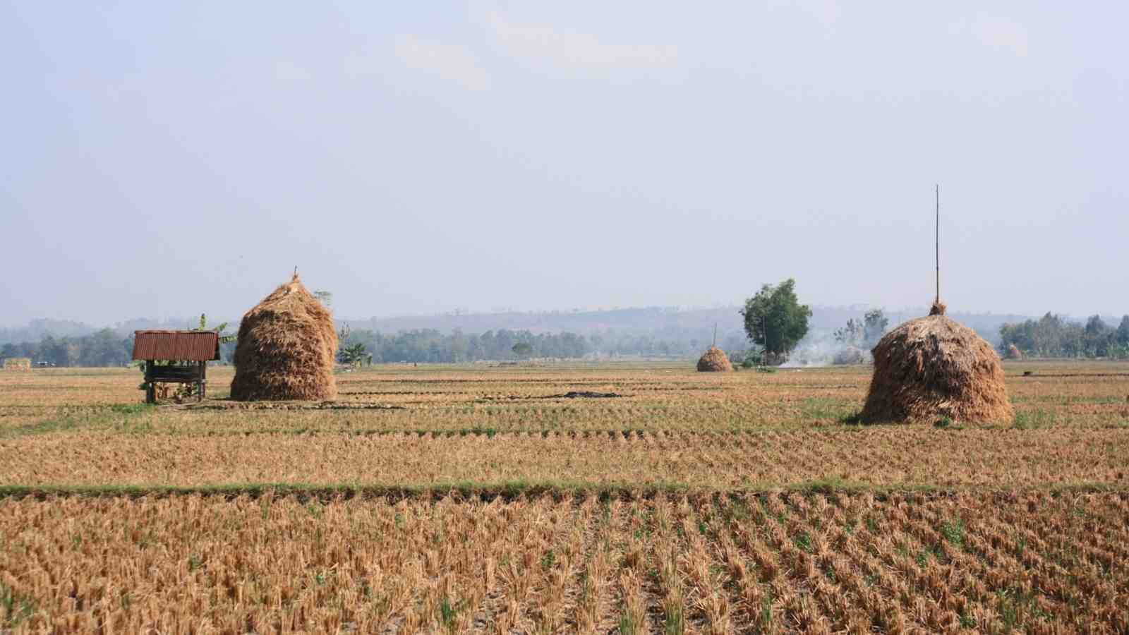 Post Harvesting Process