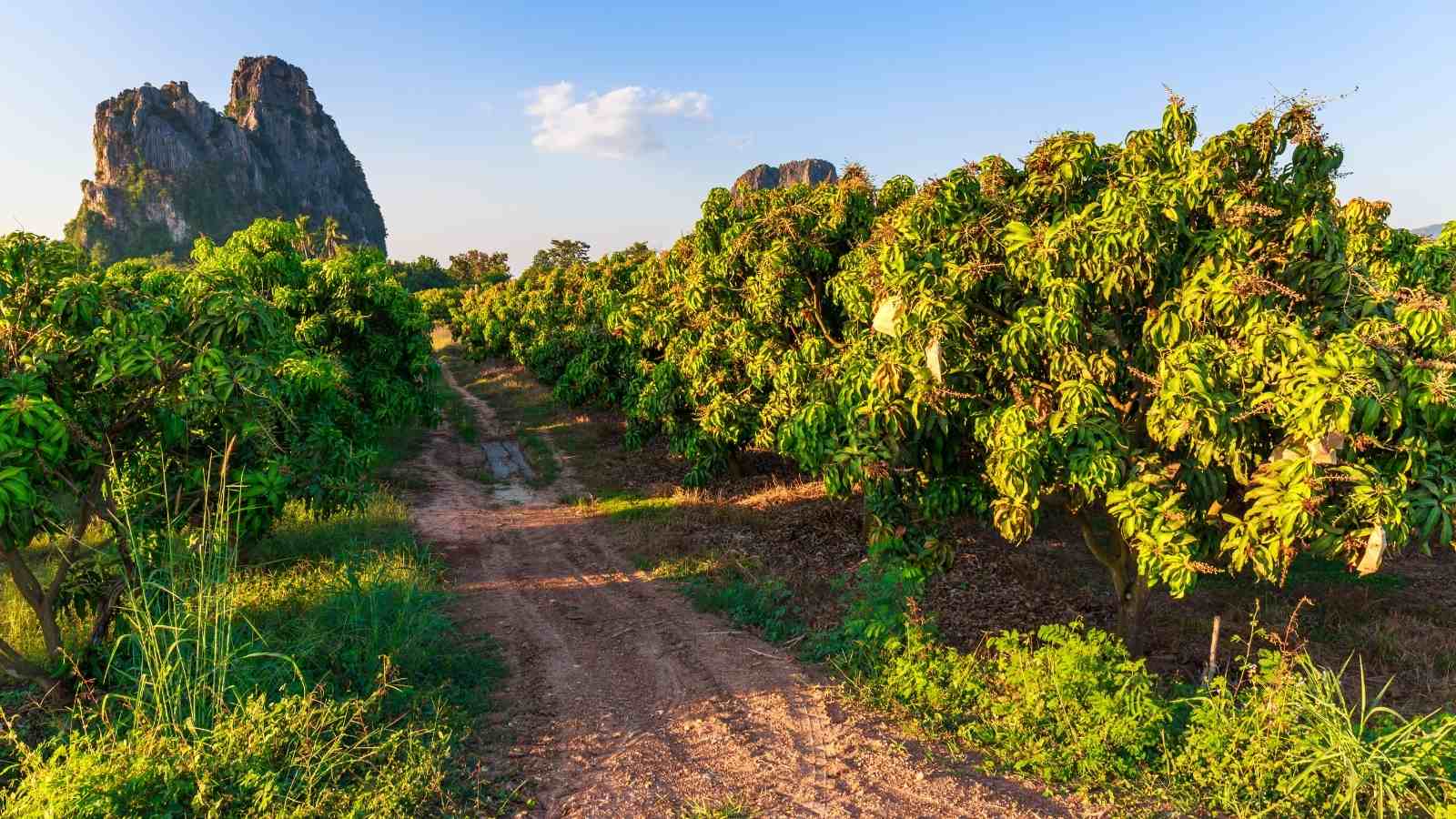 Propagation methods are essential in enhancing productivity of mango farming