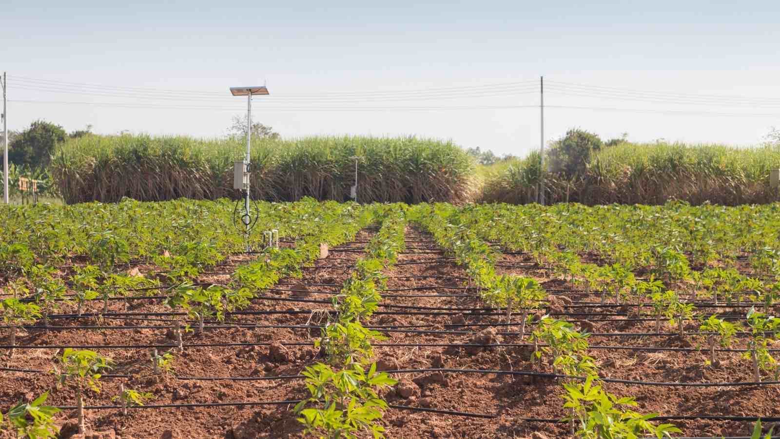 Smart Agriculture Solutions For The Farmers