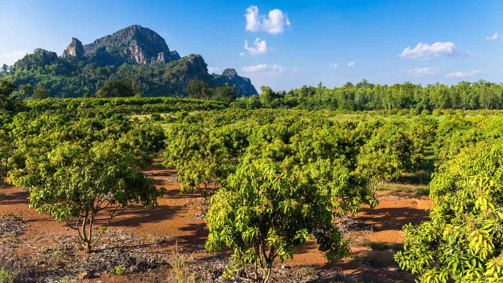 The soil for plantation is very important when it comes to mango farming