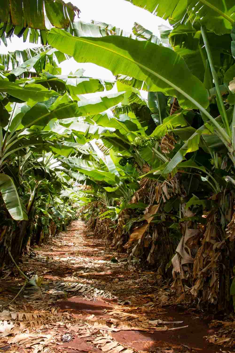 What are the basic climatic conditions in which banana plantation can be done