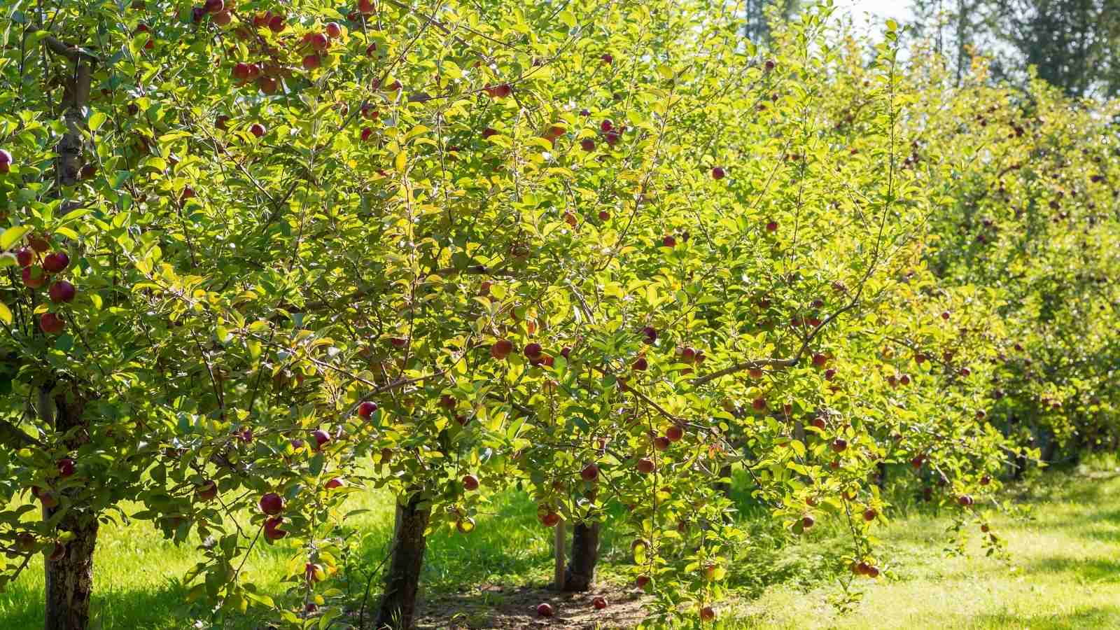 What type of soil is required to grow delicious apples