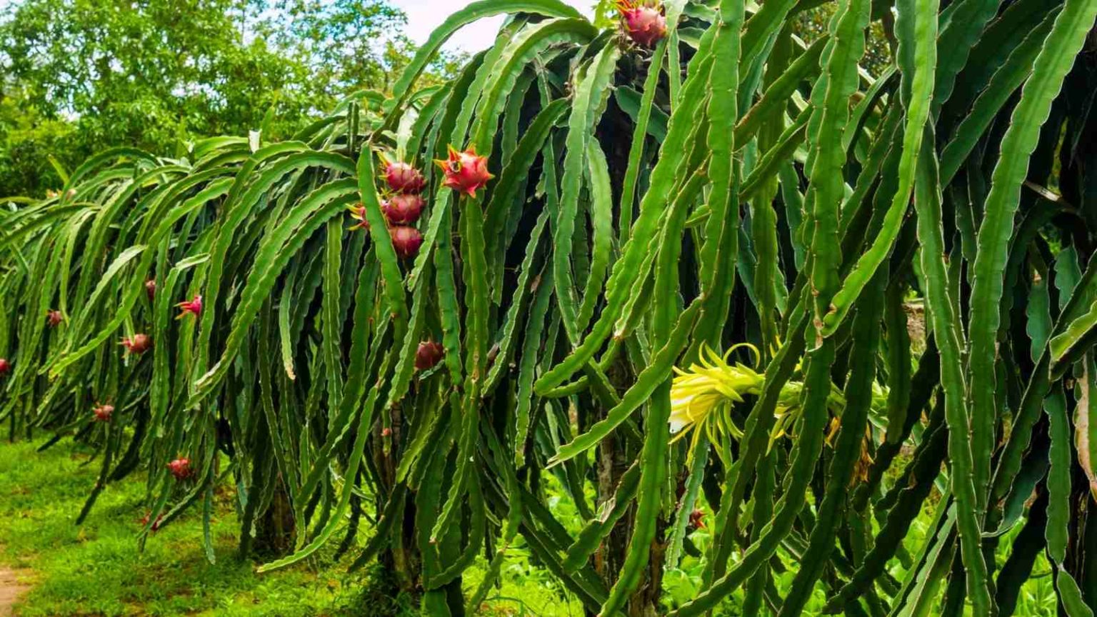 What Are The 3 Amazing Facts Of Dragon Fruit Farming All Across India?