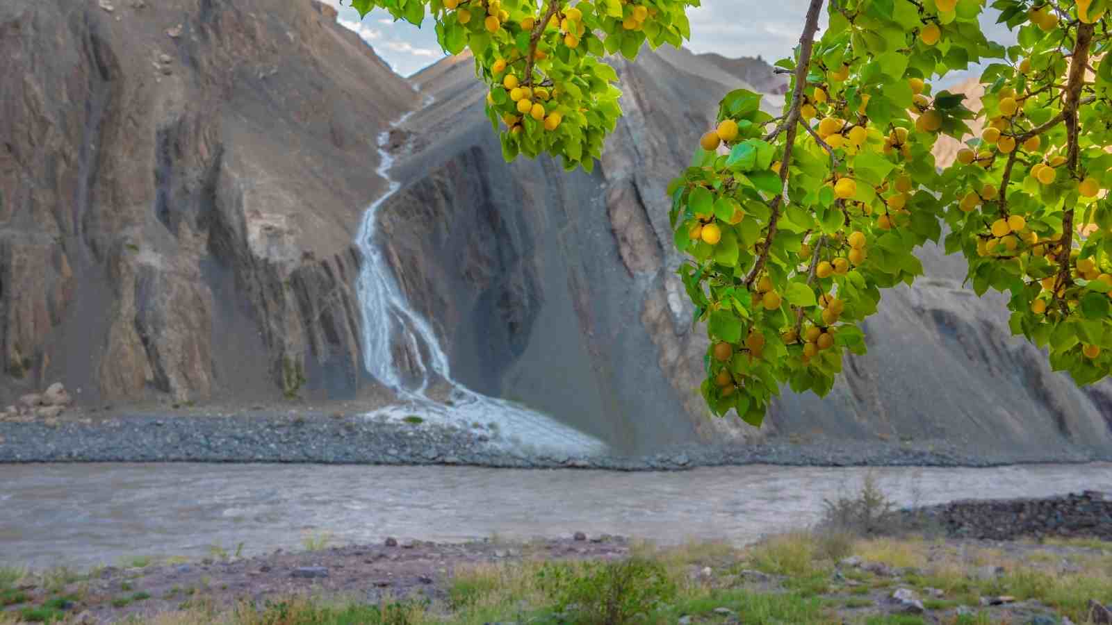 climatic conditions to help prosper the growth of apricots in India