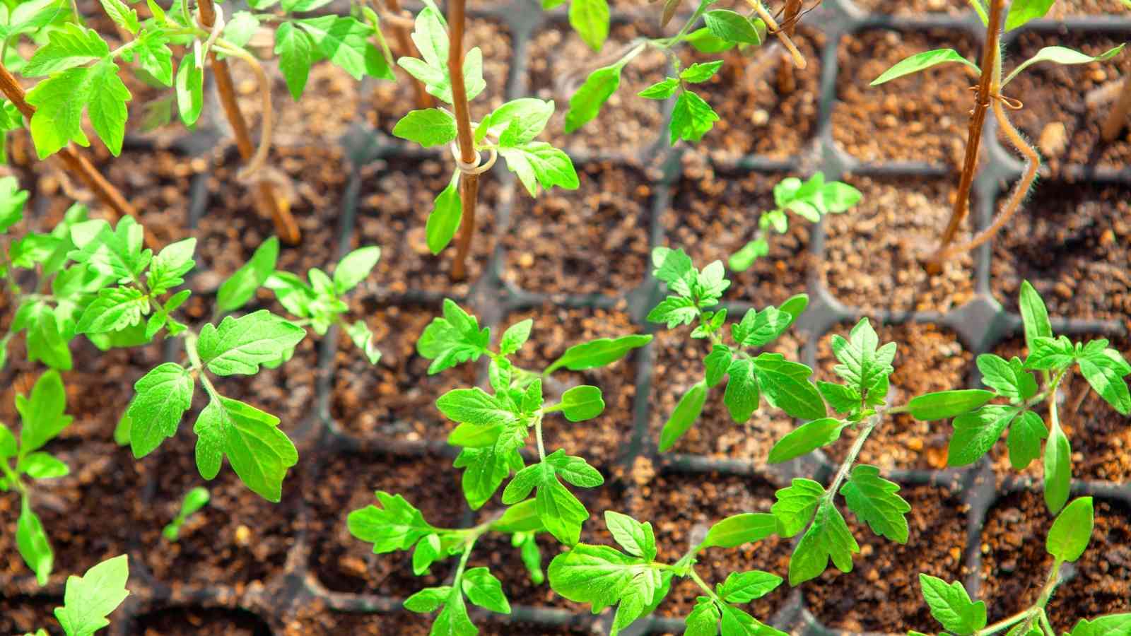 tomato seeds to grow plants in the coming season